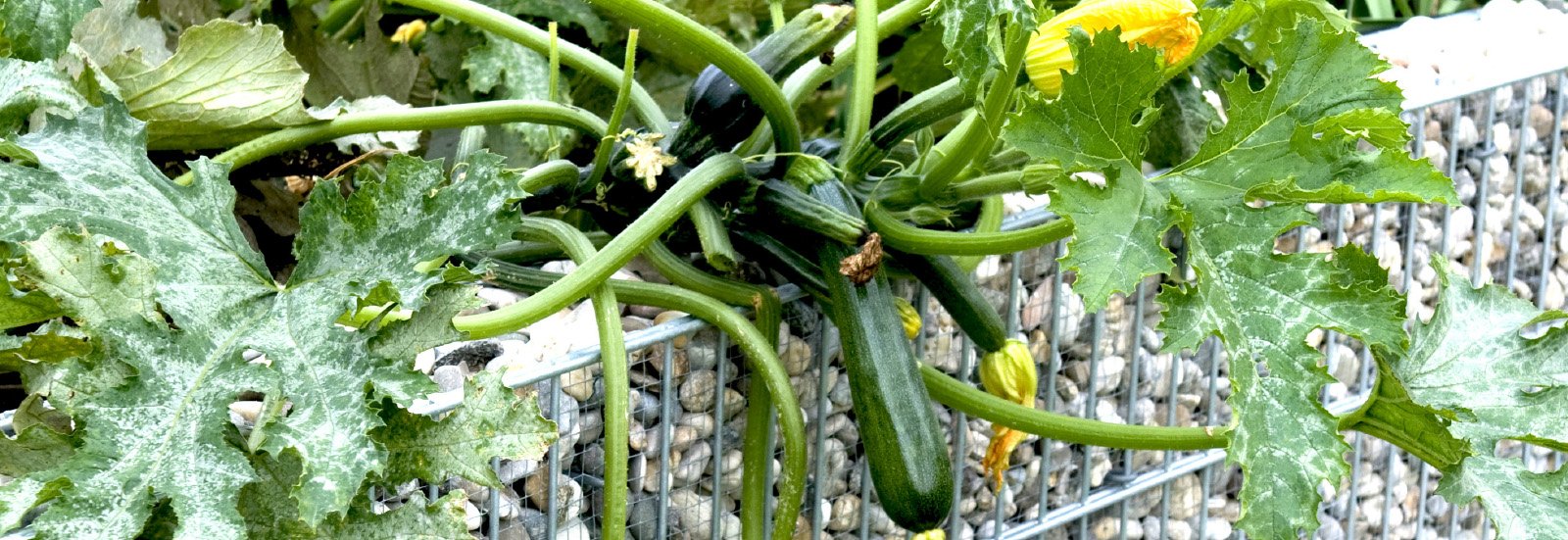 grünräume grünräume