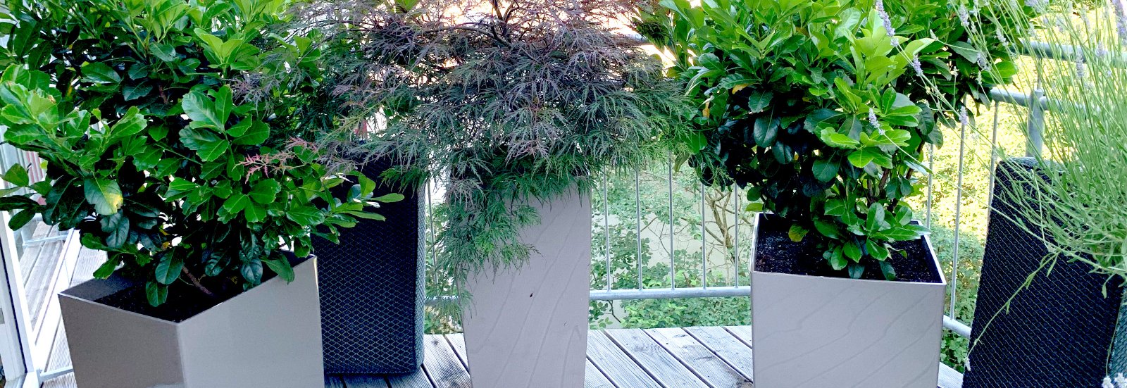 Terrassenbegrünung